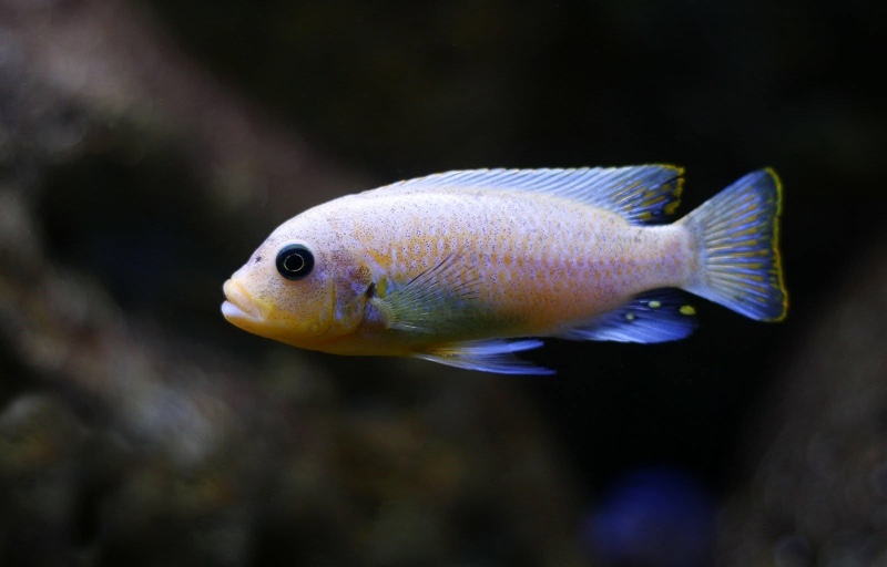 Maylandia zebra 'Nkhungu Reef'
